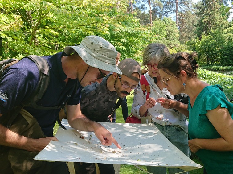 Insectes auxiliaires et pollinisateurs de nos jardins