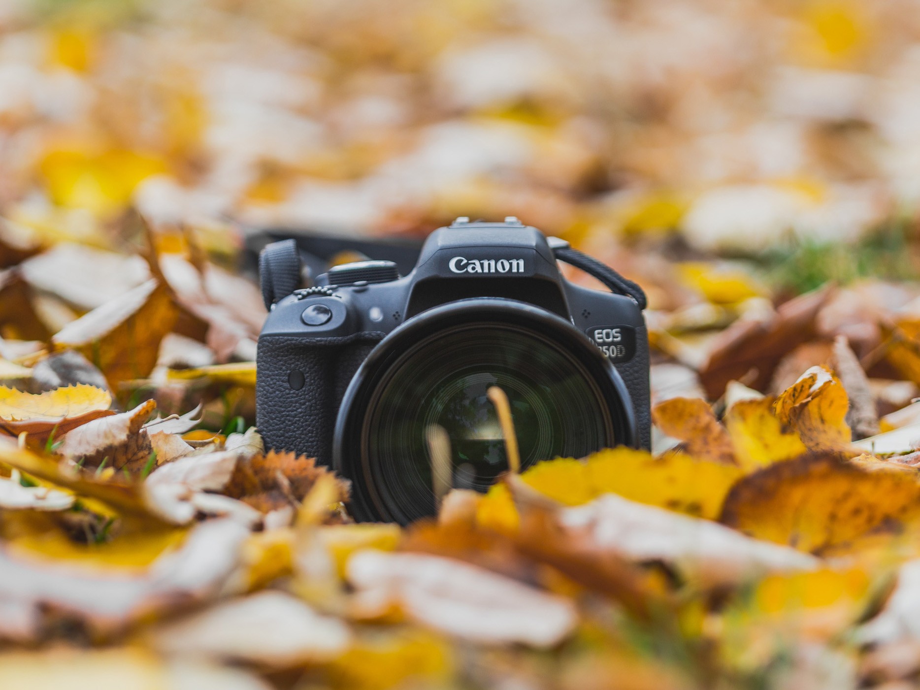 Atelier photos de Jardin