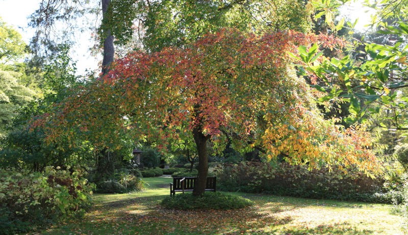 Atelier photos "Portraits d'Arbres"