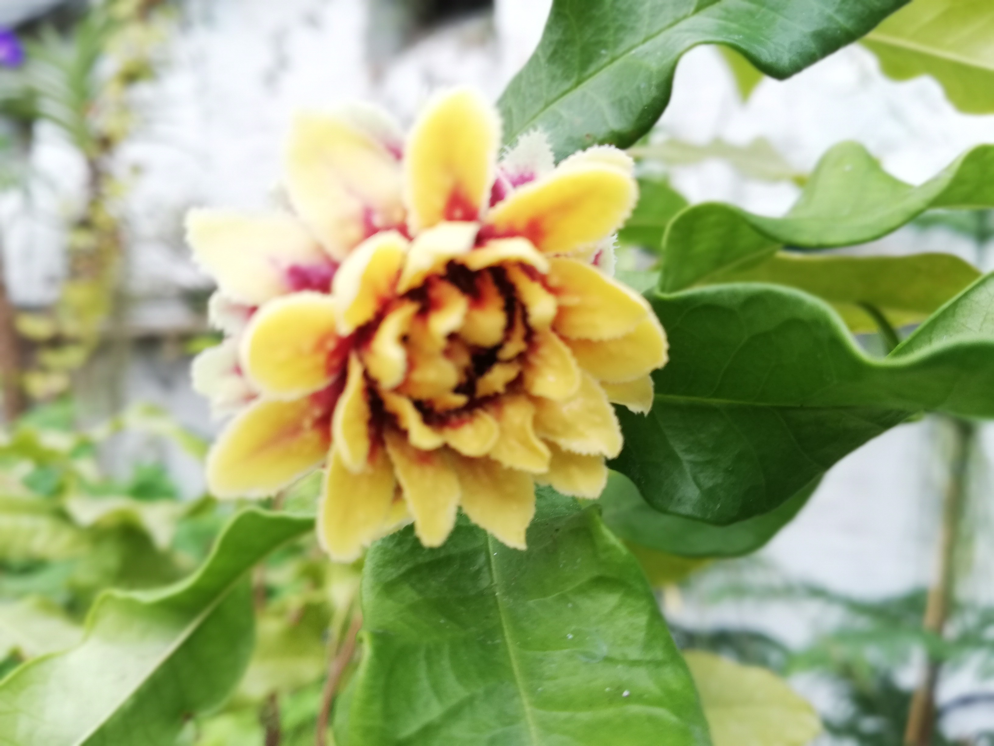 Fête des Plantes d'Amiens