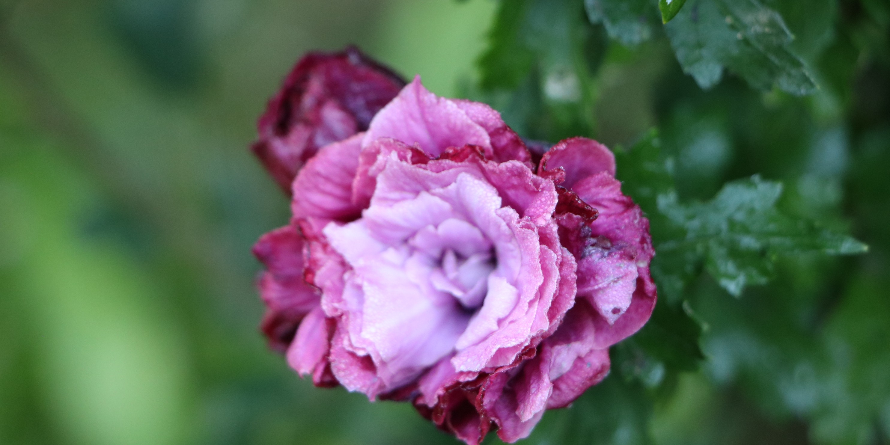 Focus sur l'hibiscus