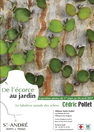 EXPO : De l'Ecorce au jardin, le fabuleux monde des arbres par Cédric Pollet