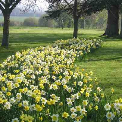 Floraison printanière et explosion de couleurs au Jardin botanique J.-M. Pelt  