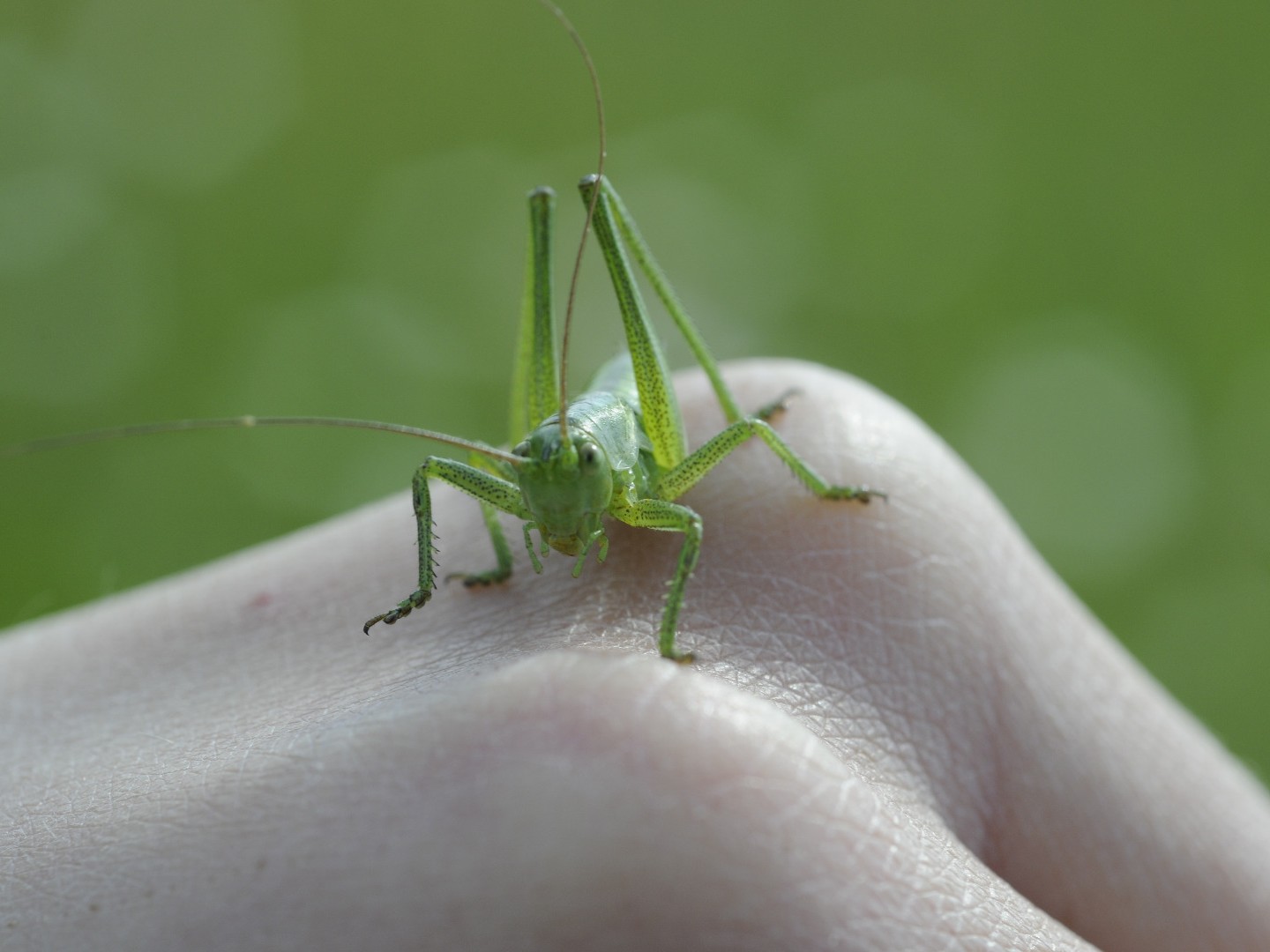 Visite guidée: theme: les animaux en permaculture