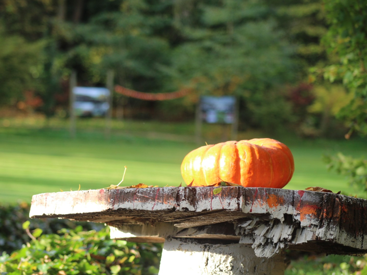 Fête de la Citrouille et des saveurs d'automne