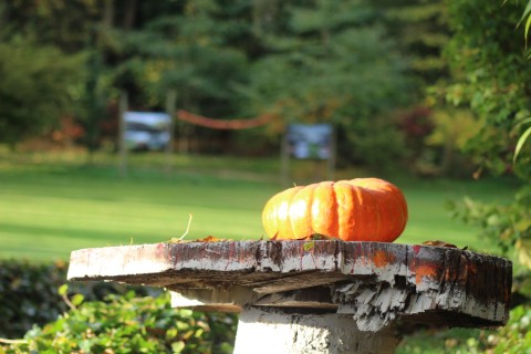 Fête de la Citrouille et des saveurs d'automne