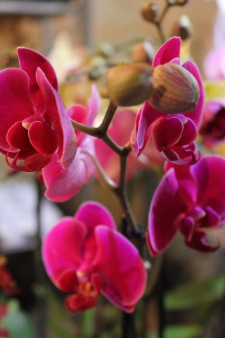 Exposition Vente d'orchidées du monde entier