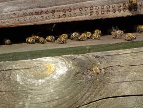 Le monde des pollinisateurs