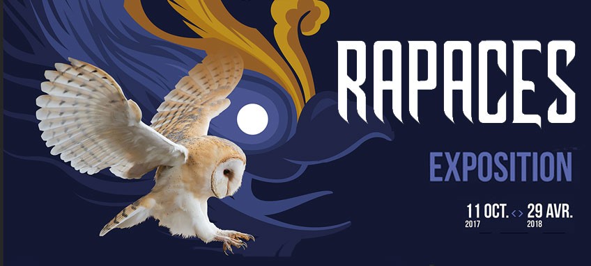 Exposition sur les Rapaces au Musée de Toulouse