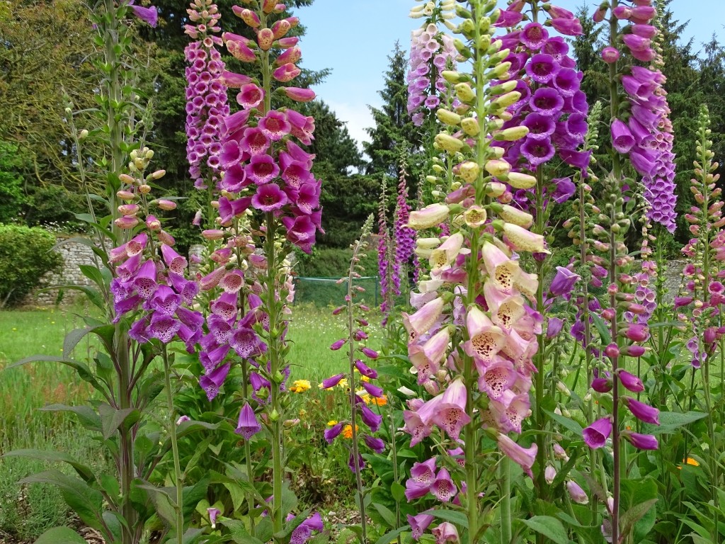 Rendez-vous aux jardins 2018