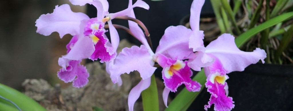 Mille et une orchidées 2018 au muséum national d'histoire naturelle